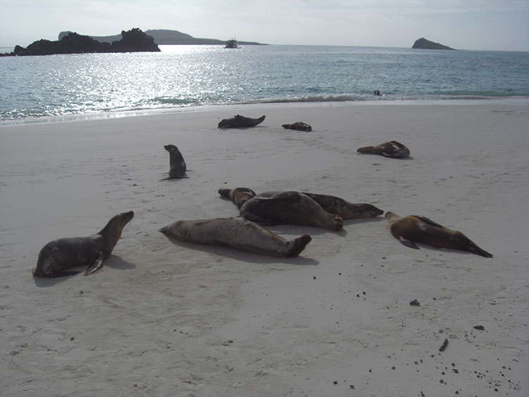 île Santa Cruz, otaries des Galapagos